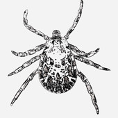 Photo for Chulantha Diyes